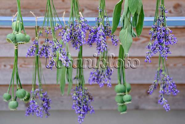 482001 - Lavande vrai (Lavandula angustifolia), sauge officinale (Salvia officinalis) et pavot somnifère (Papaver somniferum) accrochés pour sécher