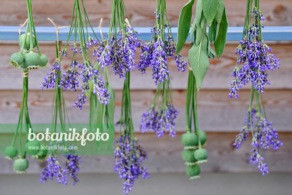 482001 - Lavande vrai (Lavandula angustifolia), sauge officinale (Salvia officinalis) et pavot somnifère (Papaver somniferum) accrochés pour sécher