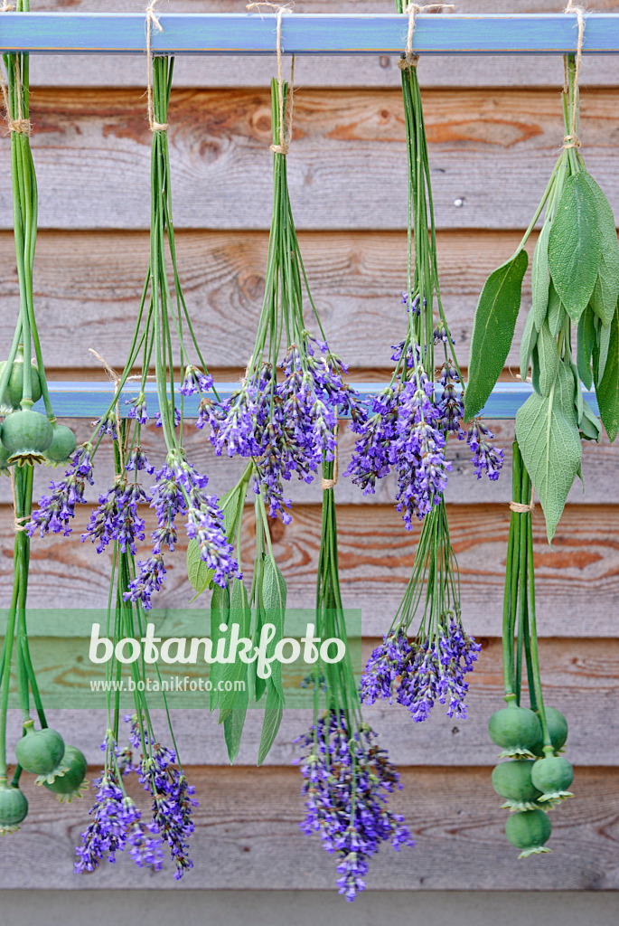 482017 - Lavande vrai (Lavandula angustifolia), sauge officinale (Salvia officinalis) et pavot somnifère (Papaver somniferum) accrochés pour sécher