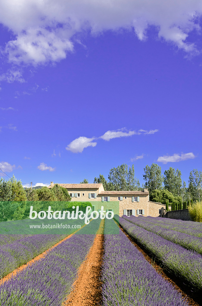 557179 - Lavandin (Lavandula x intermedia), Provence, France