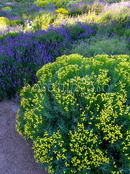 461162 - Lavender cotton (Santolina chamaecyparissus) and common lavender (Lavandula angustifolia)