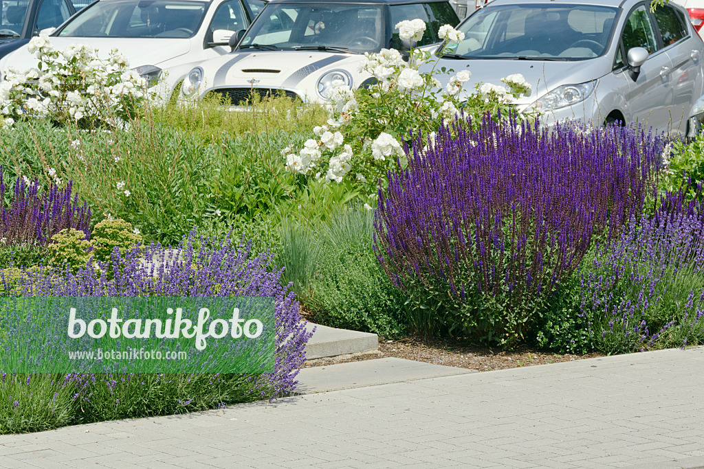 557072 - Lavender (Lavandula), sage (Salvia) and rose (Rosa)