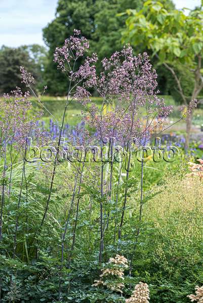 651551 - Lavender mist meadow rue (Thalictrum rochebrunianum 'Elin')