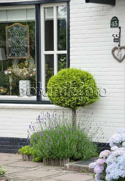 558075 - Lawson's cypress (Chamaecyparis lawsoniana 'Yvonne') and common lavender (Lavandula angustifolia)