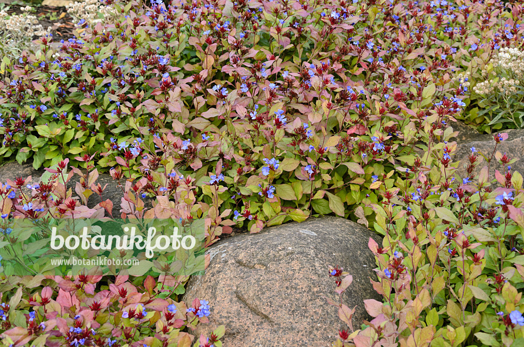 525036 - Leadwort (Ceratostigma plumbaginoides)