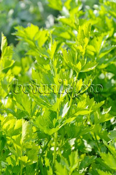 487269 - Leaf celery (Apium graveolens var. secalinum)