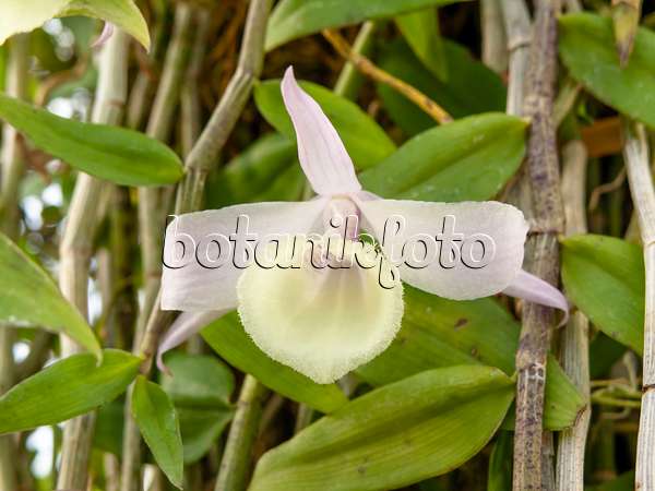435188 - Leafless dendrobium (Dendrobium aphyllum)