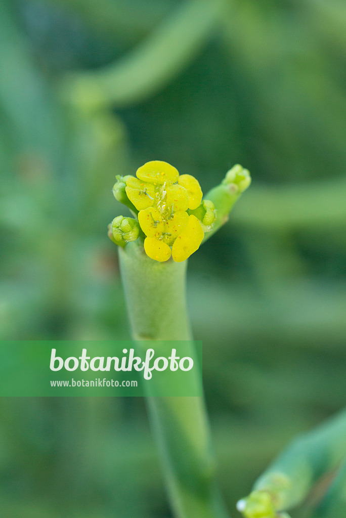 607254 - Leafless spurge (Euphorbia aphylla)