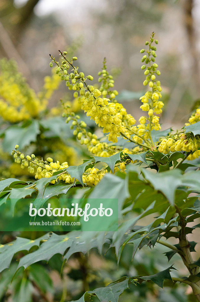 529131 - Leatherleaf mahonia (Mahonia bealei)