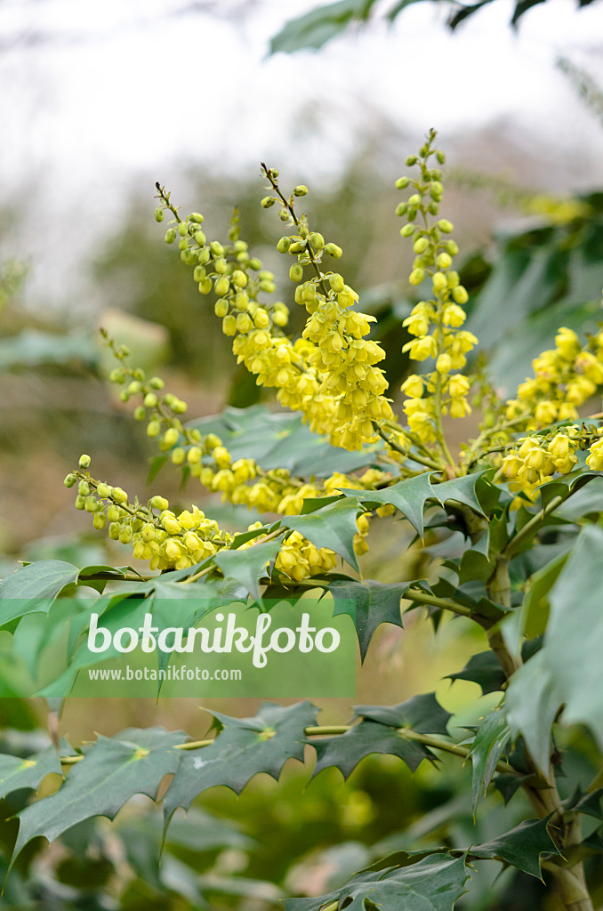 529132 - Leatherleaf mahonia (Mahonia bealei)