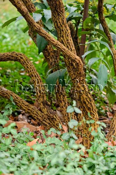553010 - Leatherleaf mahonia (Mahonia bealei)