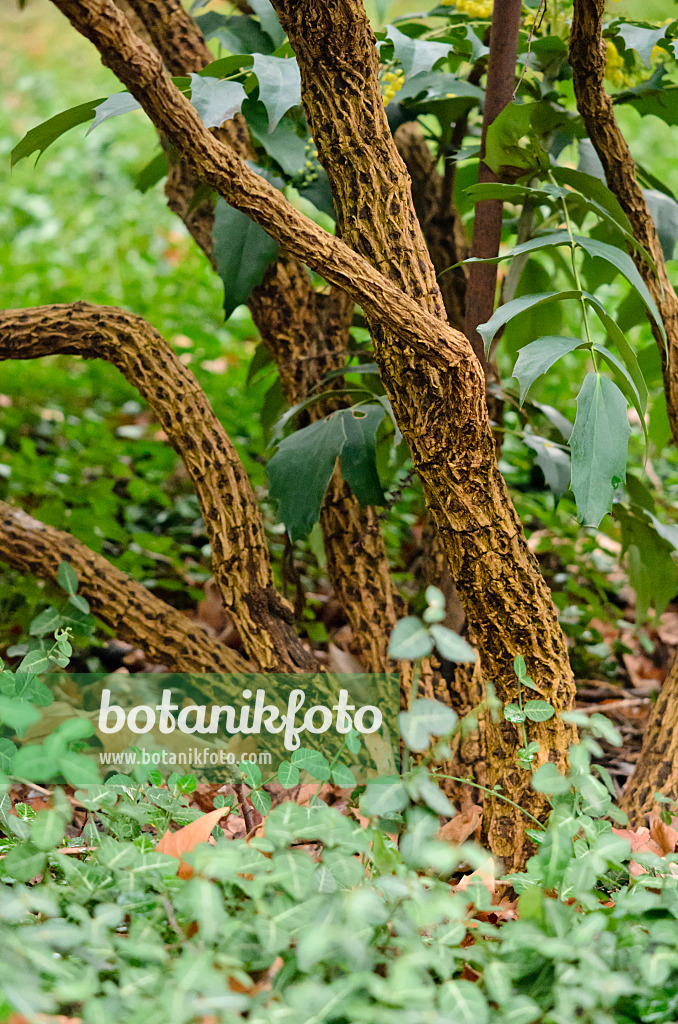 553010 - Leatherleaf mahonia (Mahonia bealei)