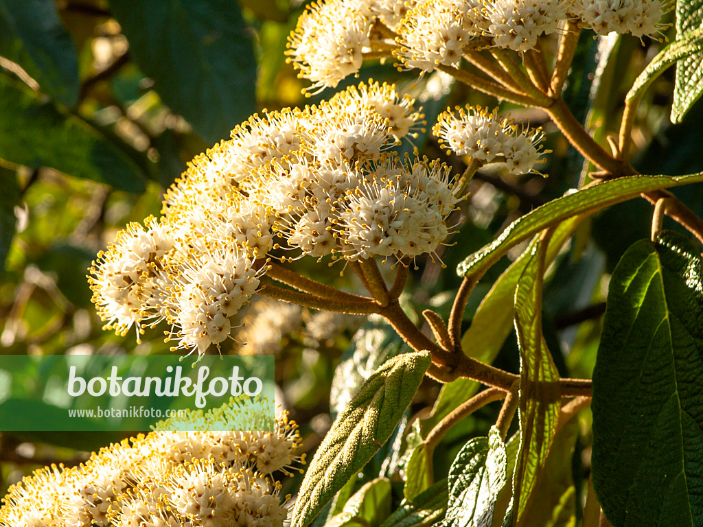 448063 - Leatherleaf viburnum (Viburnum rhytidophyllum)