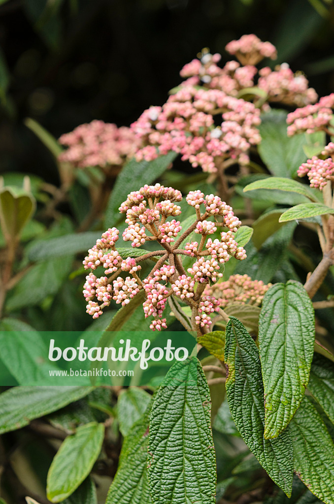 531088 - Leatherleaf viburnum (Viburnum rhytidophyllum)