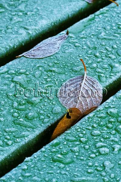 384051 - Leaves with hoar frost on a bench
