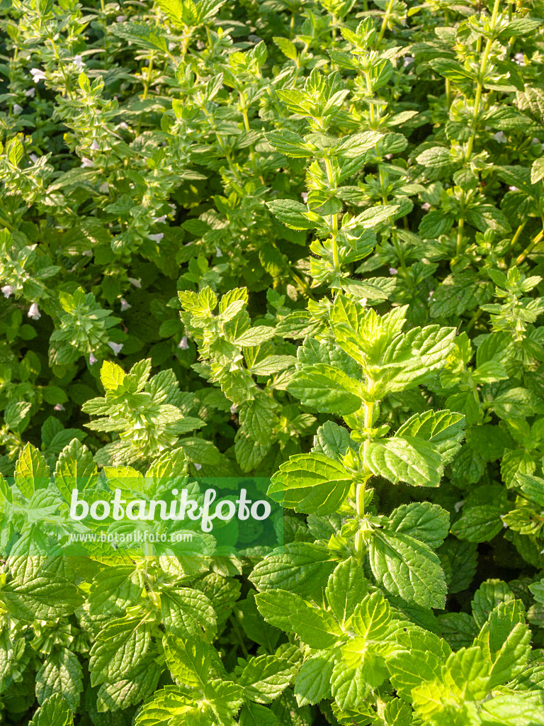 415039 - Lemon balm (Melissa officinalis)