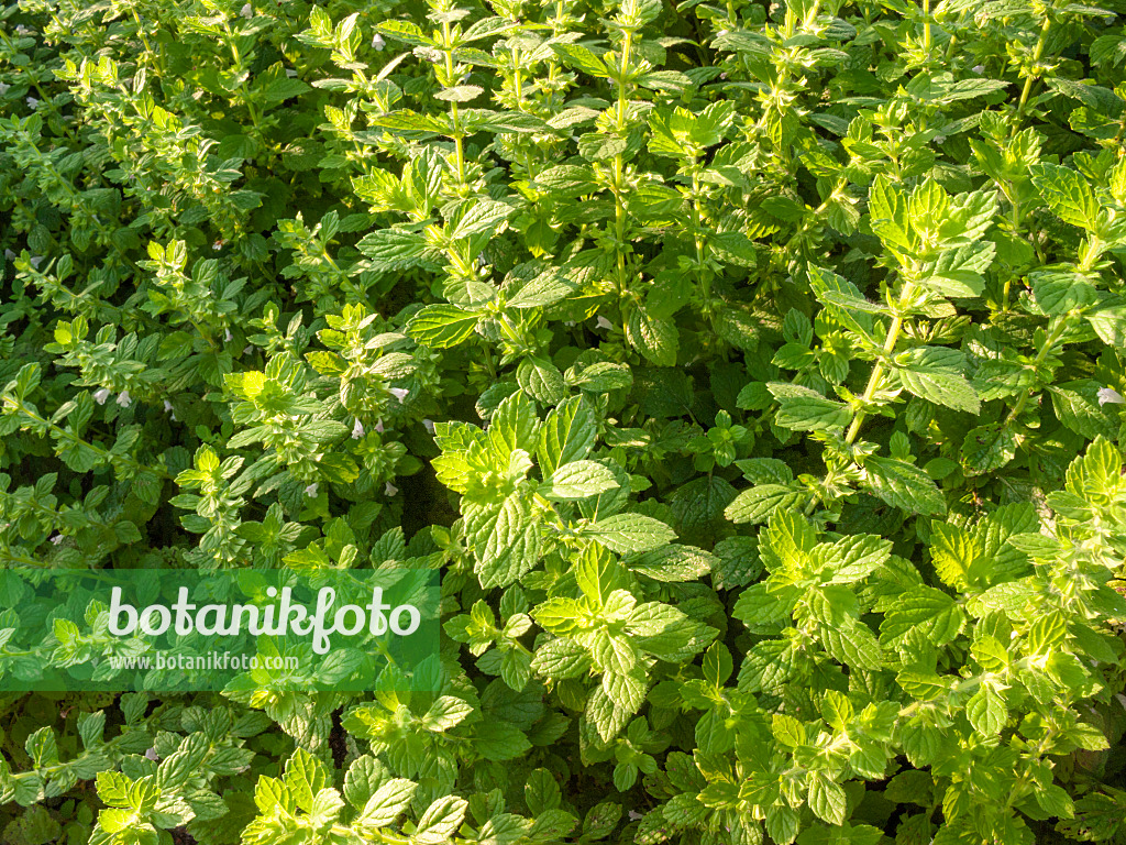 415041 - Lemon balm (Melissa officinalis)