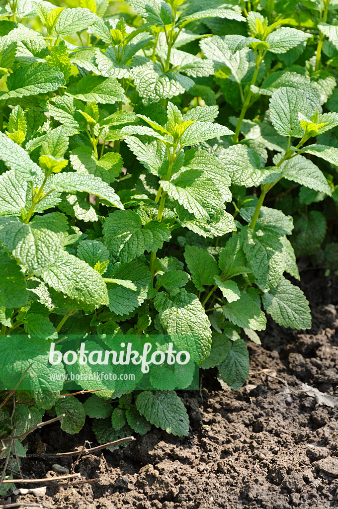 484281 - Lemon balm (Melissa officinalis)