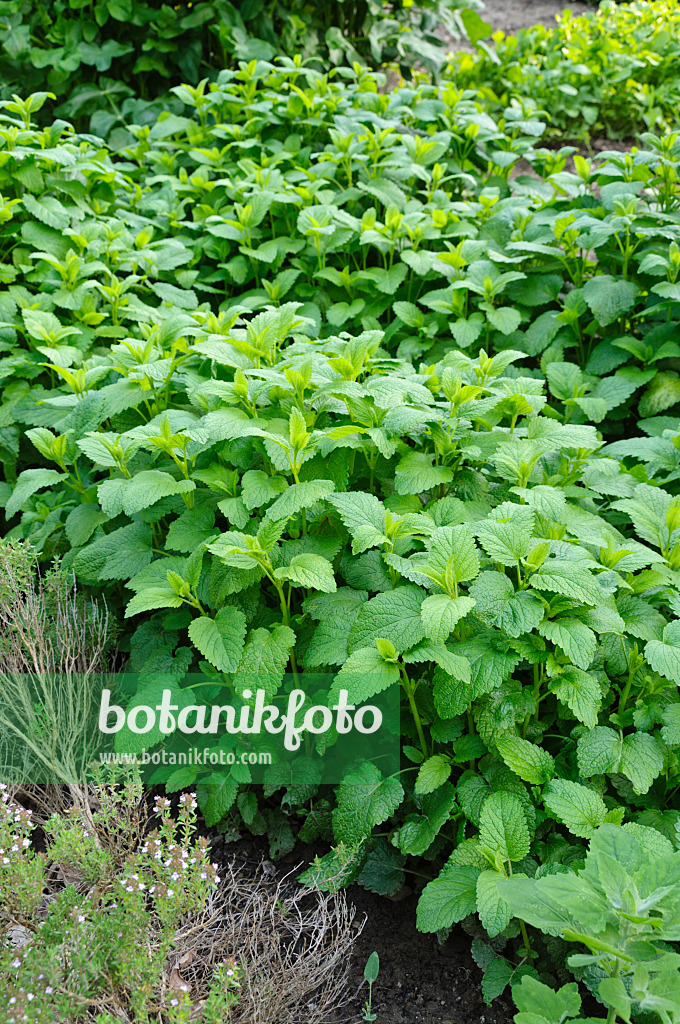 484324 - Lemon balm (Melissa officinalis)