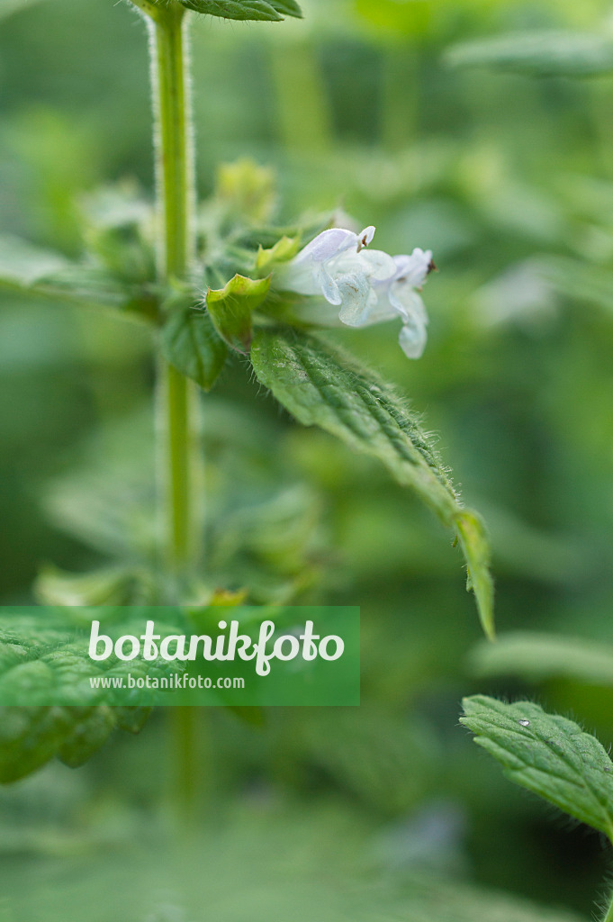 510121 - Lemon balm (Melissa officinalis)