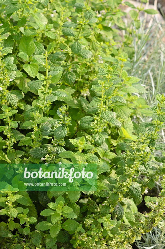 523173 - Lemon balm (Melissa officinalis)