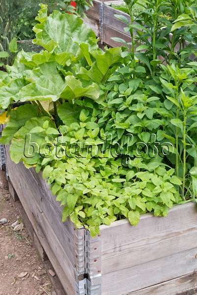544166 - Lemon balm (Melissa officinalis) in a raised bed