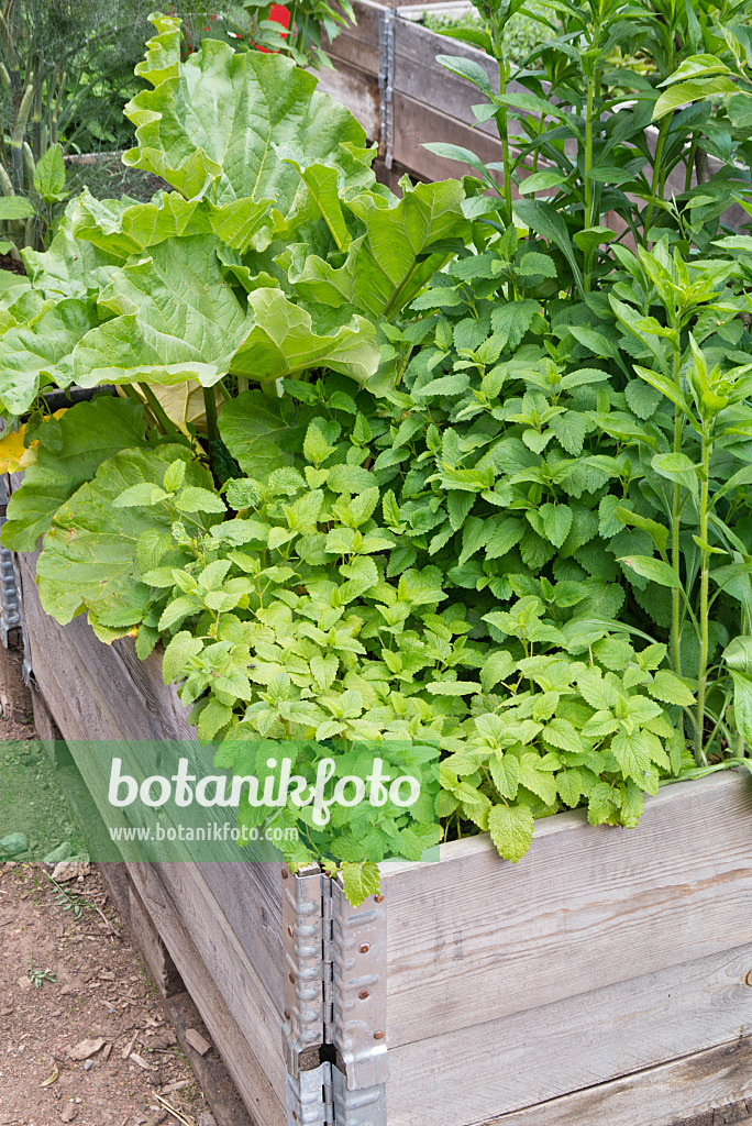 544166 - Lemon balm (Melissa officinalis) in a raised bed