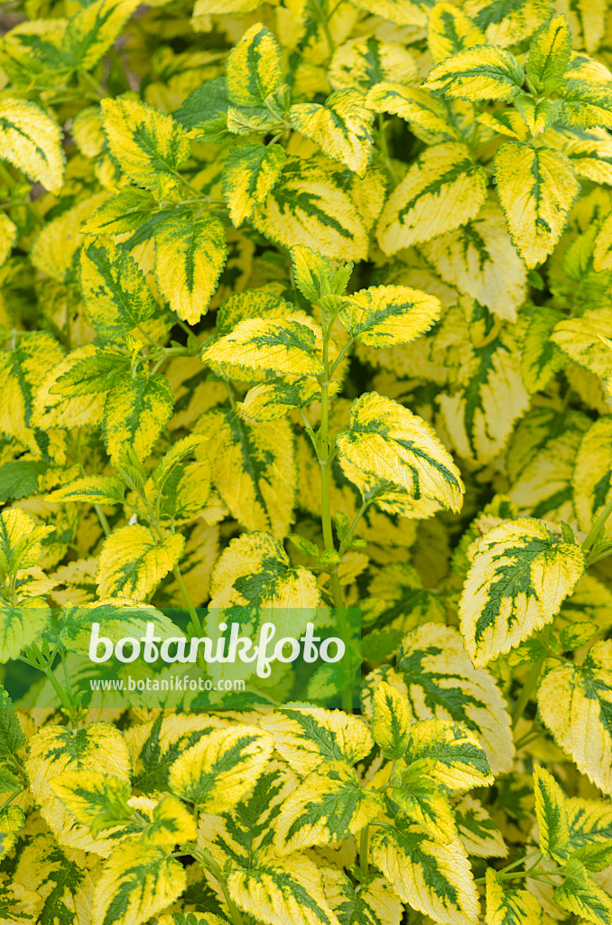 533450 - Lemon balm (Melissa officinalis 'Variegata')