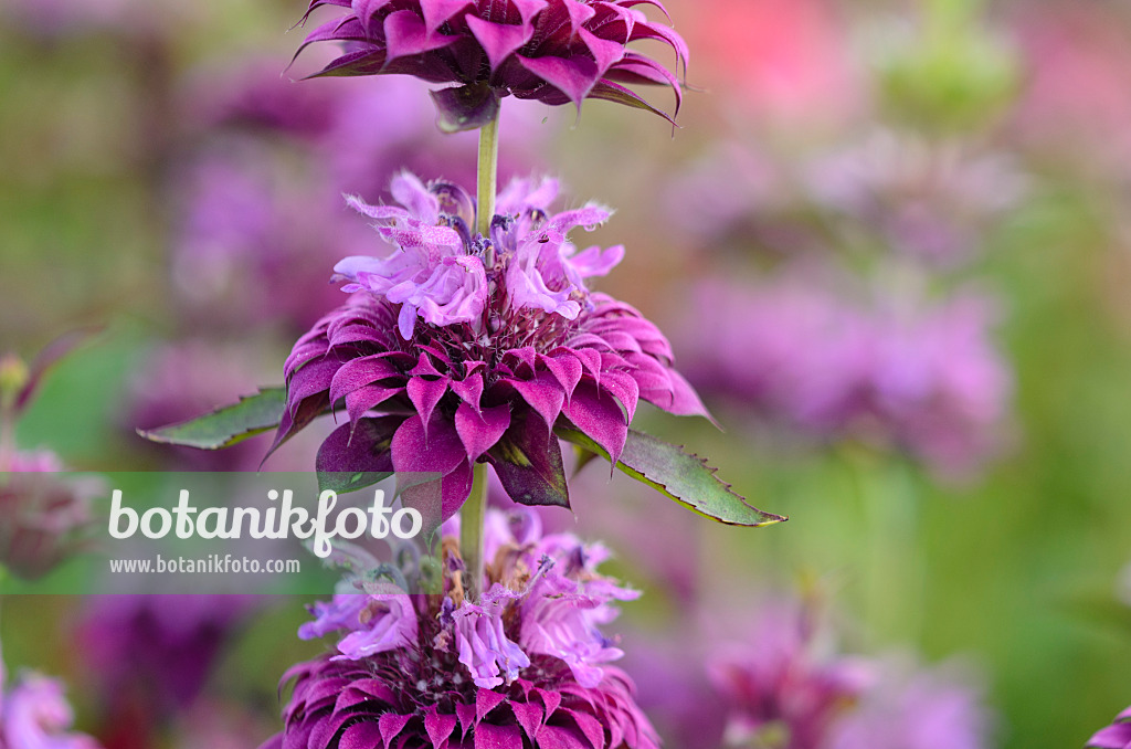 570105 - Lemon bee balm (Monarda citriodora 'Bergamo')