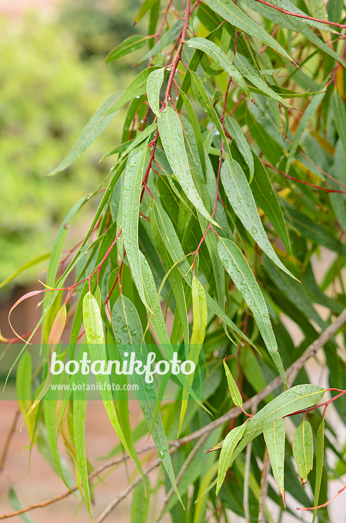 548020 - Lemon-scented gum (Corymbia citriodora syn. Eucalyptus citriodora)