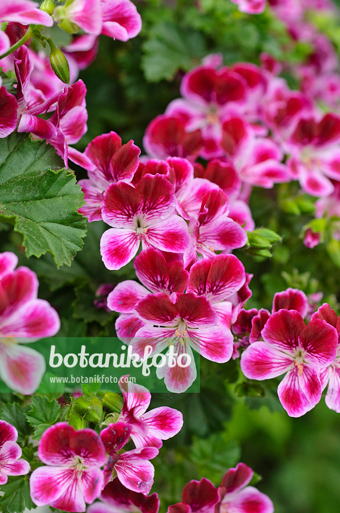 484091 - Lemon scented pelargonium (Pelargonium crispum 'Angeleyes Burgundy')