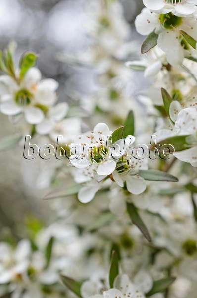 508489 - Lemon-scented tea tree (Leptospermum petersonii)