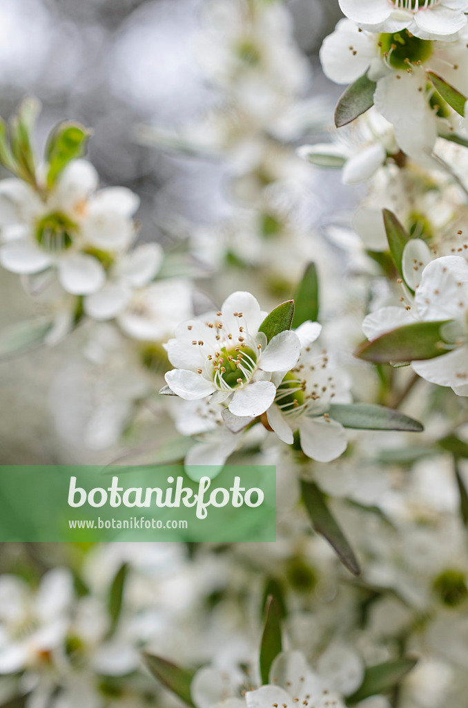 508489 - Lemon-scented tea tree (Leptospermum petersonii)