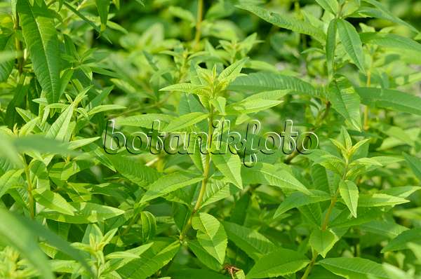 Image Lemon Verbena Aloysia Triphylla 450029 Images And Videos Of Plants And Gardens Botanikfoto