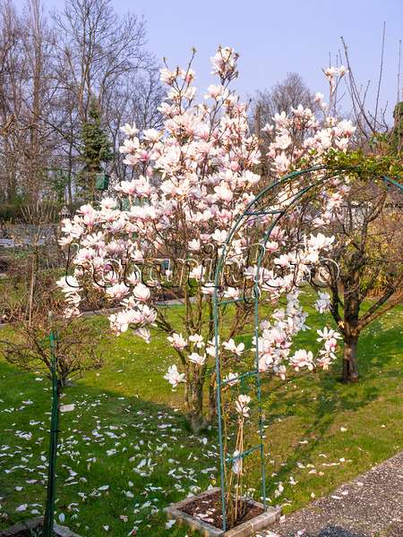 447086 - Lenne's magnolia (Magnolia x soulangiana)