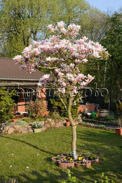 531030 - Lenne's magnolia (Magnolia x soulangiana)