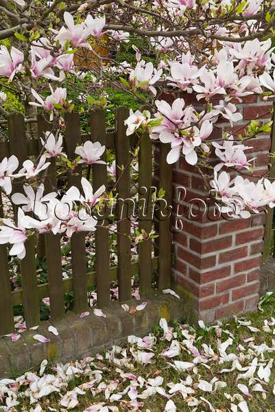 543055 - Lenne's magnolia (Magnolia x soulangiana)