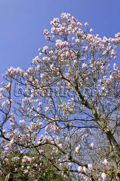 555027 - Lenne's magnolia (Magnolia x soulangiana)