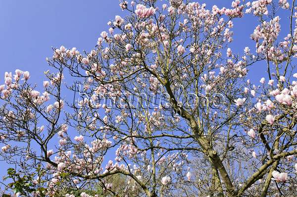555028 - Lenne's magnolia (Magnolia x soulangiana)