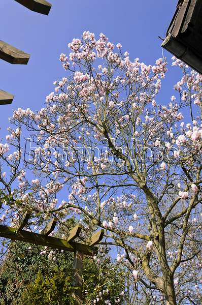 555029 - Lenne's magnolia (Magnolia x soulangiana)