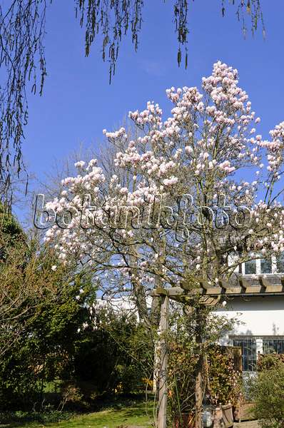555030 - Lenne's magnolia (Magnolia x soulangiana)