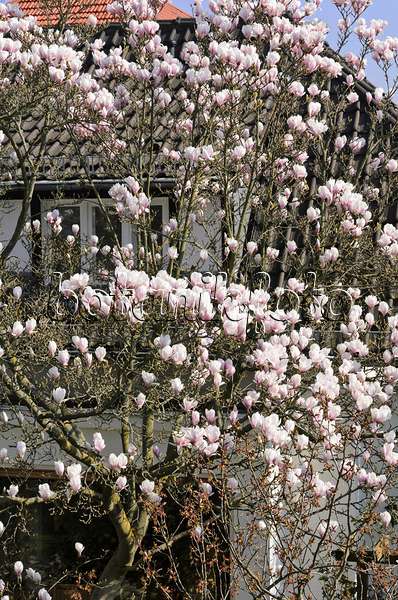 555031 - Lenne's magnolia (Magnolia x soulangiana)