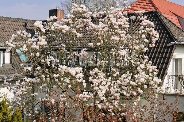 555058 - Lenne's magnolia (Magnolia x soulangiana)