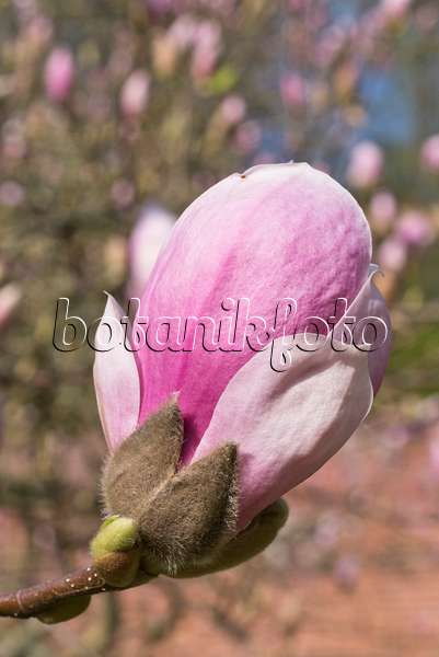 555103 - Lenne's magnolia (Magnolia x soulangiana)