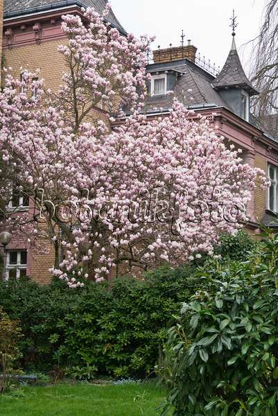 555106 - Lenne's magnolia (Magnolia x soulangiana)