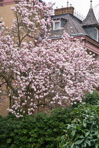 555107 - Lenne's magnolia (Magnolia x soulangiana)