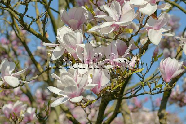 558161 - Lenne's magnolia (Magnolia x soulangiana)