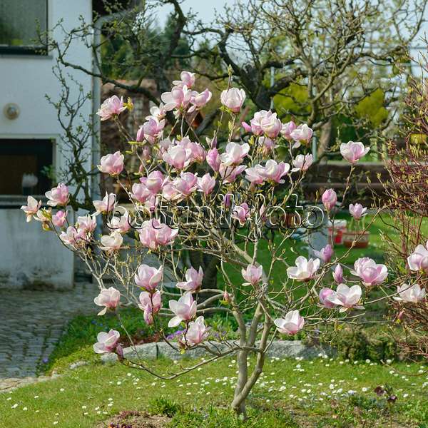 558162 - Lenne's magnolia (Magnolia x soulangiana)