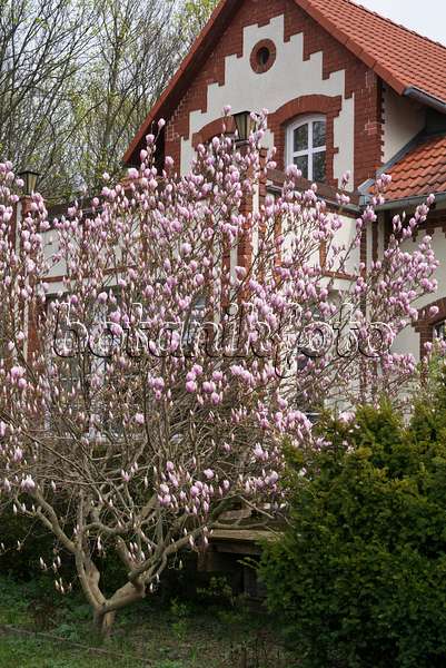 570010 - Lenne's magnolia (Magnolia x soulangiana)