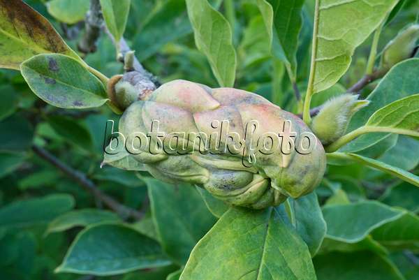 595027 - Lenne's magnolia (Magnolia x soulangiana)